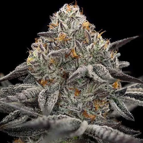 oreoz cannabis clones